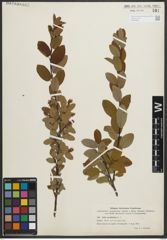 Foto von Salix myrtilloides L.